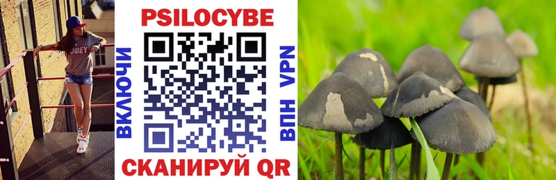 Купить  Энгельс  Галлюциногенные грибы Psilocybe 